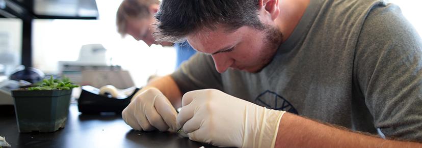 Student examining a plant in a lab